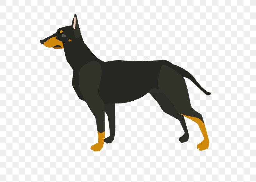 Australian Kelpie Dobermann Boxer Dog Breed Pet, PNG, 609x584px, Australian Kelpie, Animal, Black, Boxer, Breed Download Free