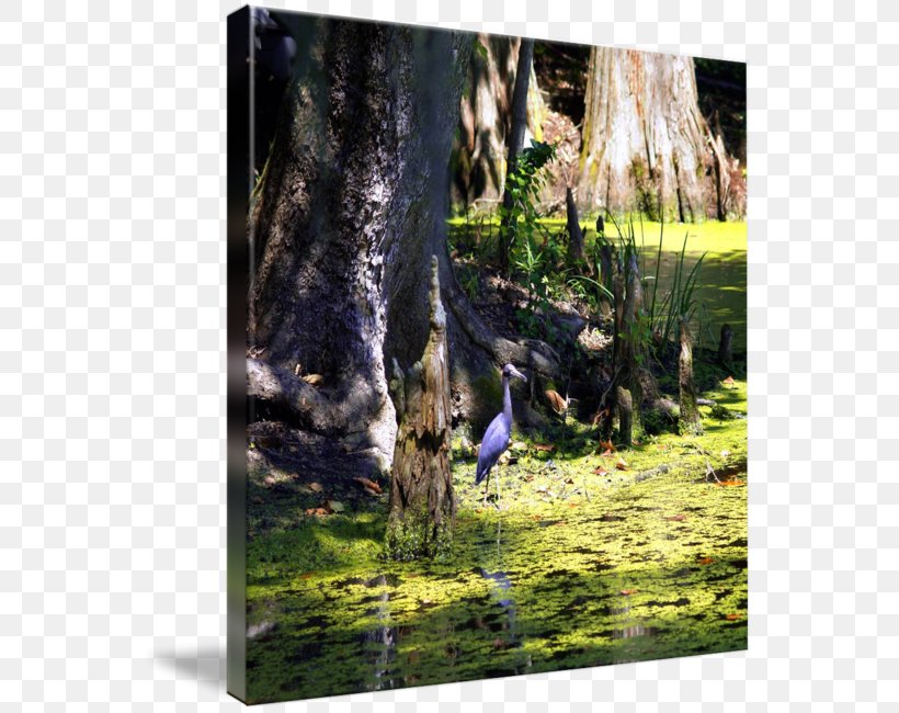 Heron Nature Ecosystem Gallery Wrap Fauna, PNG, 559x650px, Heron, Art, Canvas, Ecosystem, Fauna Download Free
