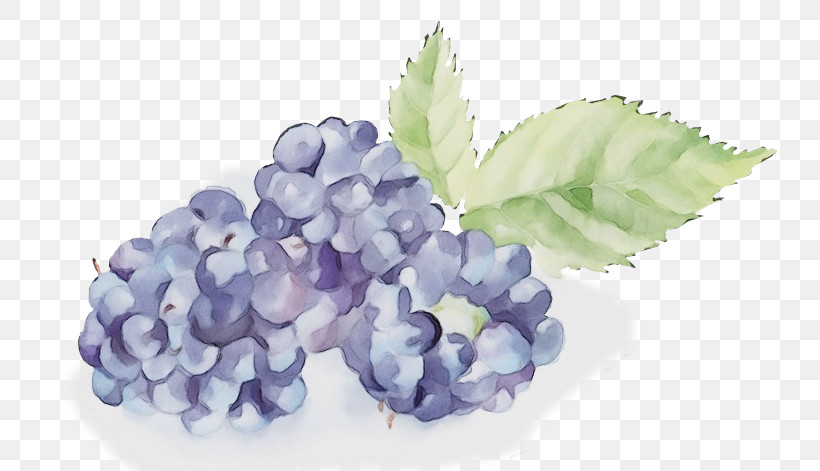 Lavender, PNG, 735x471px, Watercolor, Bilberry, Family Grapevine, Flower, French Hydrangea Download Free