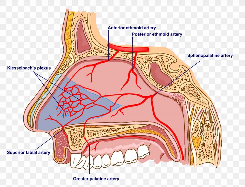Nerve Sphenopalatine Artery Anatomy Of The Human Nose Anatomy Of The Human Nose, PNG, 3819x2917px, Watercolor, Cartoon, Flower, Frame, Heart Download Free