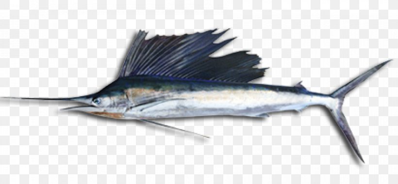 Swordfish Sailfish Fishing Oily Fish, PNG, 900x418px, Swordfish, Billfish, Bony Fish, Cod, Fauna Download Free