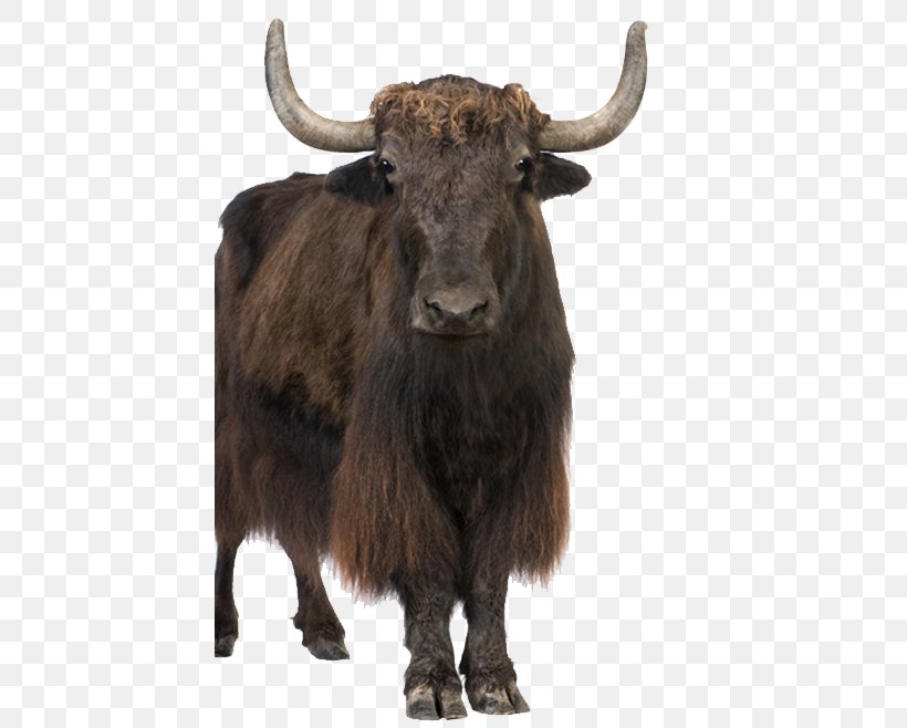 Ankole-Watusi Wild Yak Royalty-free Stock Photography, PNG, 432x658px, Ankolewatusi, Bison, Bull, Cattle, Cattle Like Mammal Download Free