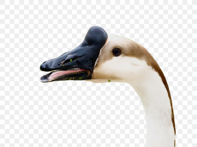 Duck Goose Swans Beak, PNG, 1920x1440px, Watercolor, Beak, Duck, Goose, Paint Download Free