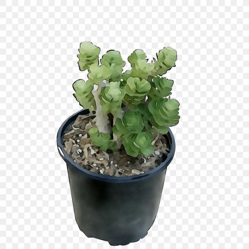 Flowerpot Echeveria Houseplant Succulent Plant Cactus, PNG, 1098x1098px, Flowerpot, Annual Plant, Artificial Flower, Aspidistra, Aspidistra Elatior Download Free