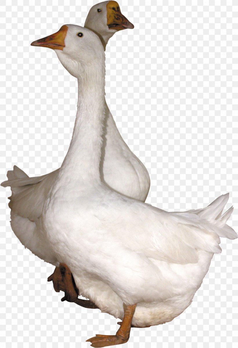 Goose Duck, PNG, 1928x2823px, Goose, Beak, Bird, Duck, Ducks Geese And Swans Download Free
