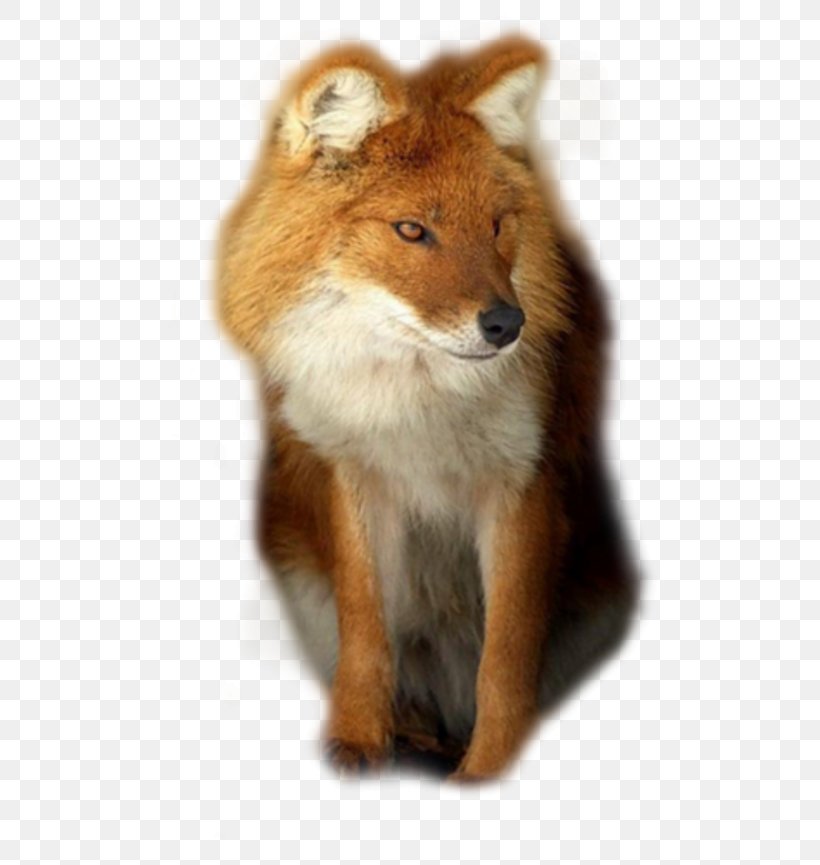 Red Fox Dhole Coyote African Wild Dog, PNG, 500x865px, Red Fox, African Wild Dog, Animal, Canidae, Carnivoran Download Free