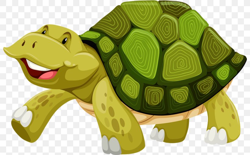 Turtle Shell Illustration, PNG, 800x508px, Turtle, Cartoon, Diagram, Fauna, Green Sea Turtle Download Free