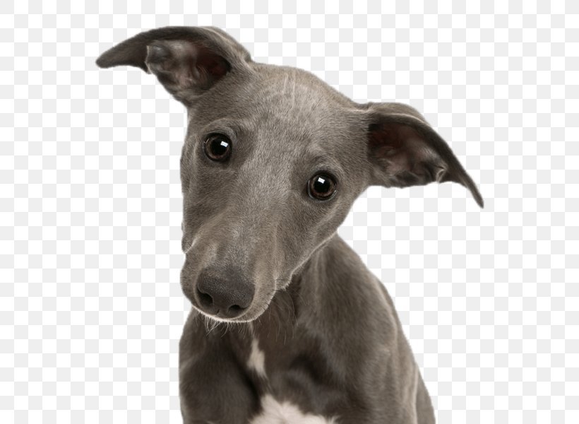 Dog And Cat Png 600x600px Whippet Animal Azawakh Bernese