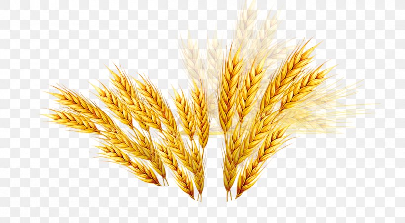 Emmer Barley Coupon Rice, PNG, 1255x692px, Emmer, Barley, Cereal, Cereal Germ, Commodity Download Free