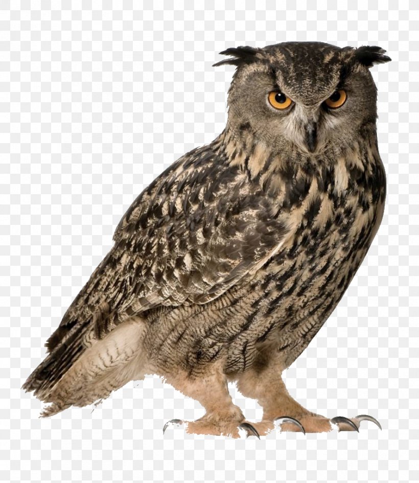 Eurasian Eagle-owl Snowy Owl Great Horned Owl Bird, PNG, 888x1024px, Owl, Barn Owl, Barred Owl, Beak, Bird Download Free