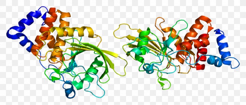 PTPRT Protein Tyrosine Phosphatase Gene Homo Sapiens, PNG, 990x423px, Watercolor, Cartoon, Flower, Frame, Heart Download Free