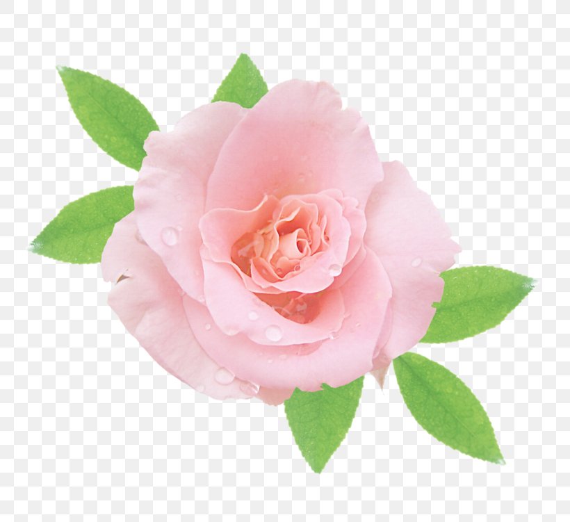 Garden Roses Cabbage Rose China Rose Floribunda Pink, PNG, 800x751px, Garden Roses, Cabbage Rose, Camellia, Camellia Sasanqua, China Rose Download Free