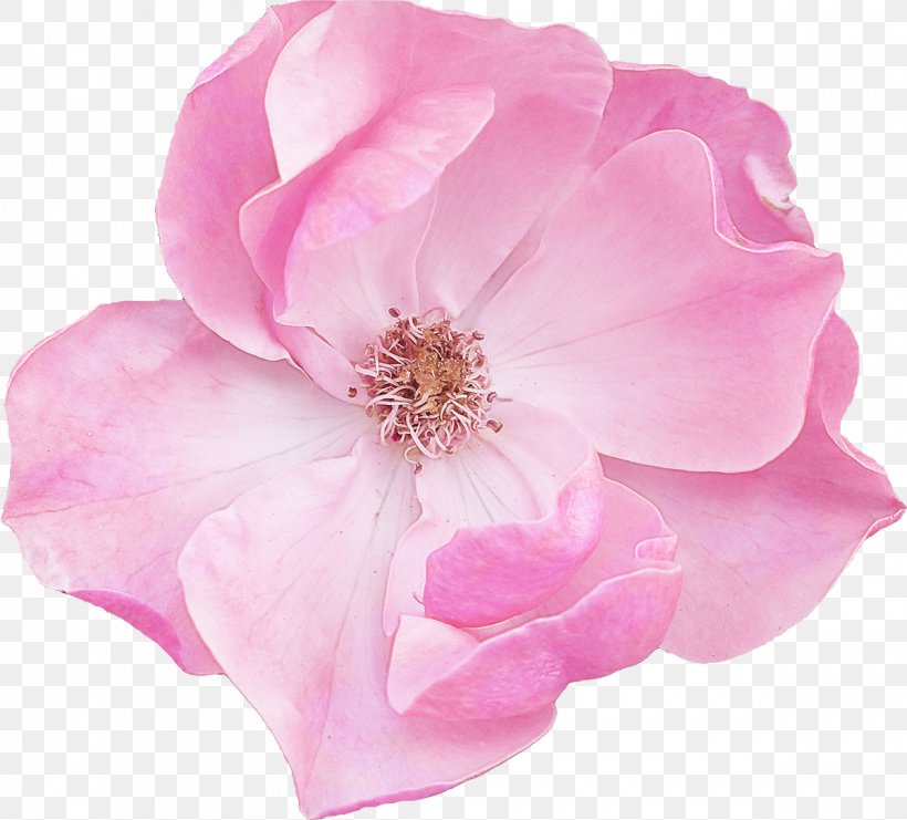 Rose, PNG, 1200x1085px, Petal, Flower, Flowering Plant, Pink, Plant Download Free