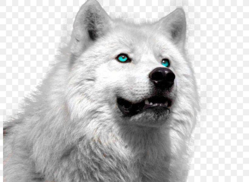Arctic Wolf Puppy Siberian Husky Tundra Wolf Animal, PNG, 800x600px, Arctic Wolf, Animal, Black And White, Canadian Eskimo Dog, Canis Lupus Tundrarum Download Free