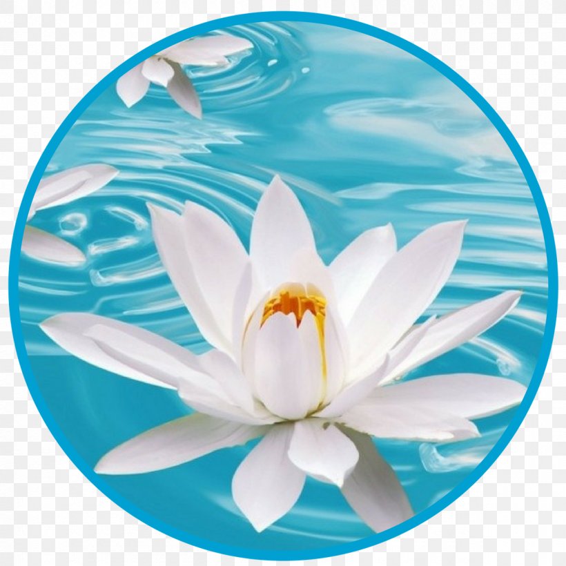 Flower Desktop Wallpaper White Blue Nelumbo Nucifera, PNG, 1200x1200px, Flower, Aqua, Blue, Blue Rose, Color Download Free