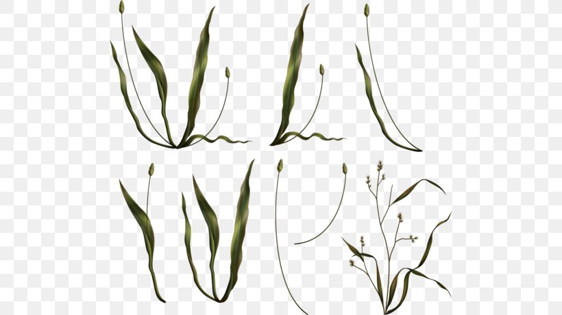 Grasses Plant Stem Advertising Clip Art, PNG, 500x460px, 2017, Grasses, Advertising, Black, Black And White Download Free