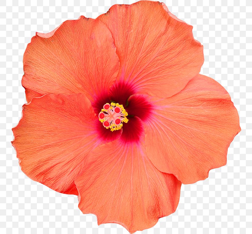 Shoeblackplant Flower Photography Clipping Path, PNG, 750x760px, Shoeblackplant, China Rose, Chinese Hibiscus, Clipping Path, Concrete Download Free