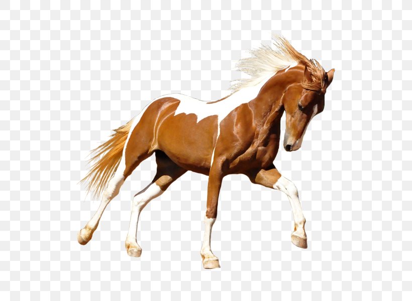 Mane Mustang Stallion Foal Colt, PNG, 750x600px, Mane, Animal Figure, Bridle, Color, Colt Download Free