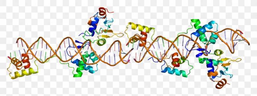 PAX8 Pax Genes PAX5 PAX2, PNG, 906x339px, Gene, Area, Body Jewelry, Genetic Code, Histone Download Free