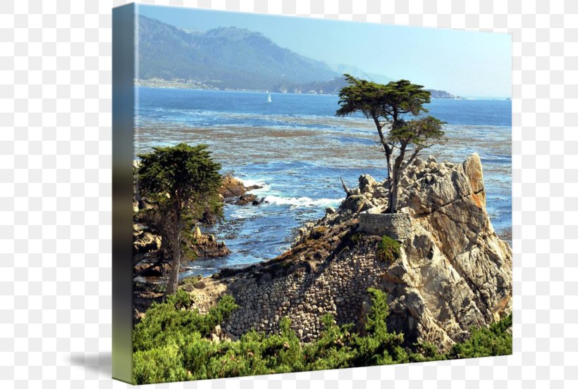 Lone Cypress Coast Pismo Beach Photography Art.com, PNG, 650x553px, Coast, Art, Artcom, Bay, California Download Free