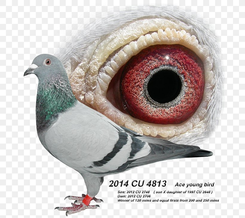 Beak Galliformes Fauna Eye, PNG, 700x729px, Beak, Bird, Eye, Fauna, Galliformes Download Free