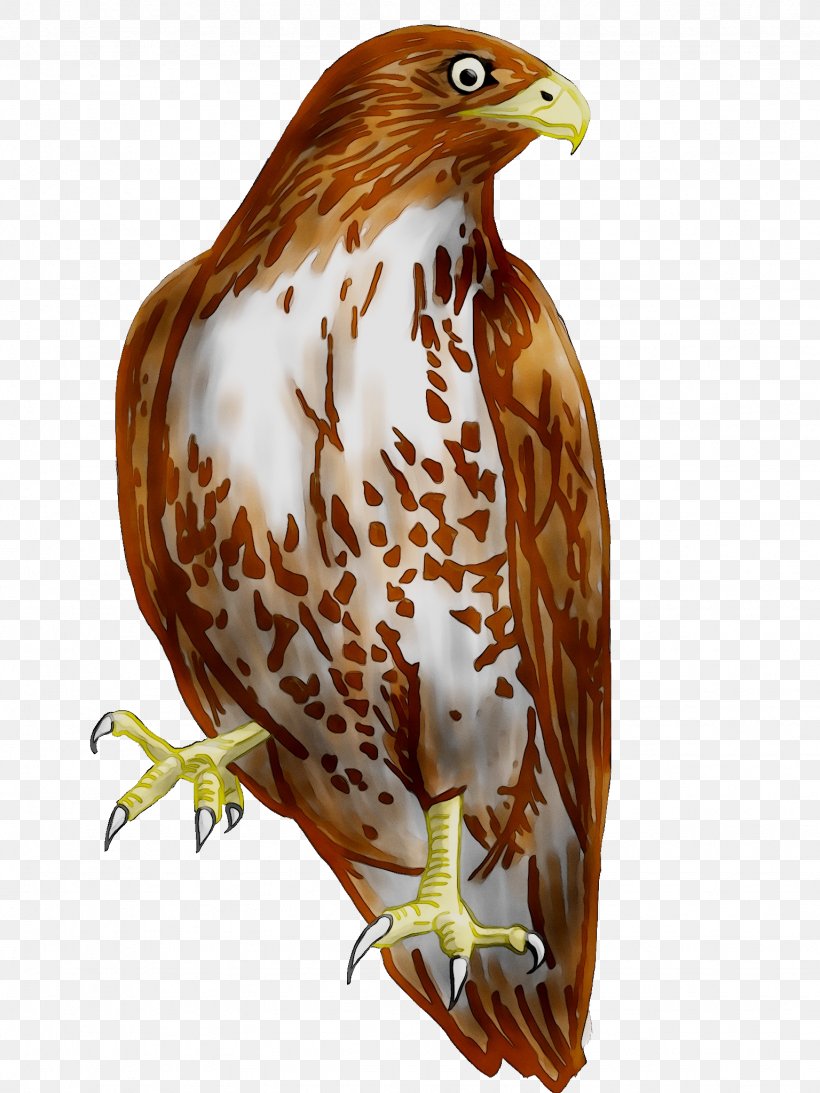 Clip Art Cooper's Hawk Bird Portable Network Graphics, PNG, 1536x2048px, Hawk, Accipitridae, Accipitriformes, Beak, Bird Download Free