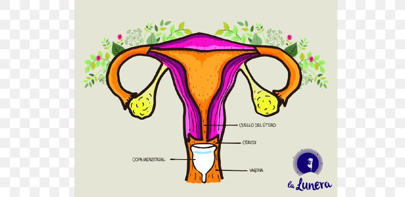 Menstrual Cup Menstruation Menstrual Cycle Tampon Uterus, PNG, 750x400px, Watercolor, Cartoon, Flower, Frame, Heart Download Free