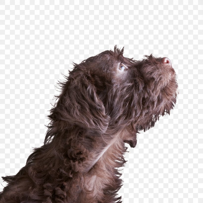 Schnoodle Miniature Schnauzer Wirehaired Pointing Griffon Spanish Water Dog Dog Breed, PNG, 1200x1200px, Schnoodle, Carnivoran, Cockapoo, Dog, Dog Breed Download Free