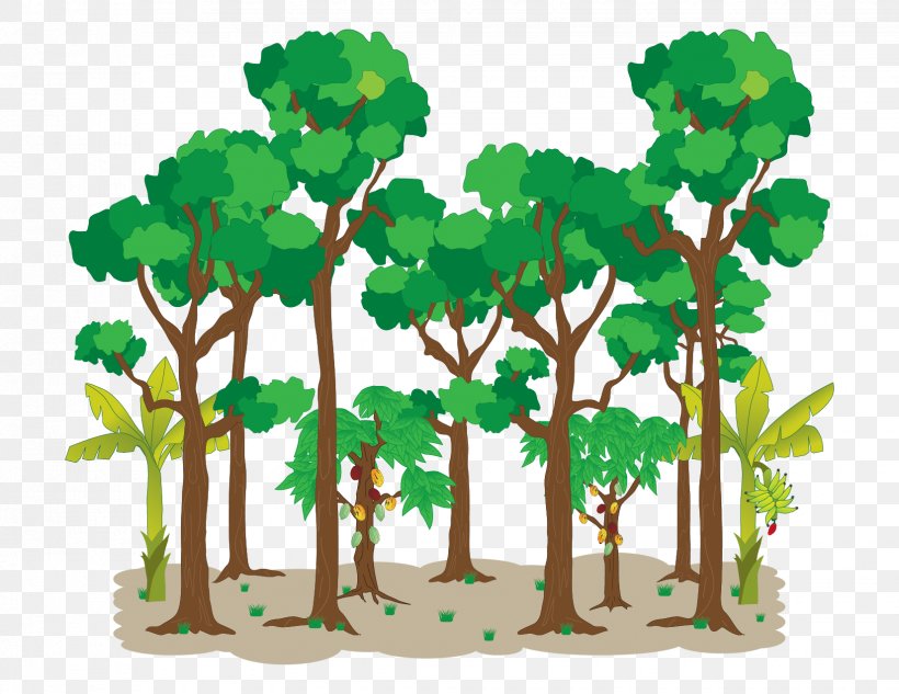 Agroforestry Drawing Tree, PNG, 1650x1275px, Agroforestry, Branch, Cacao Tree, Cartoon, Crop Download Free
