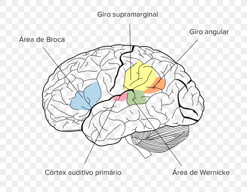 Angular Gyrus Parietal Lobe Supramarginal Gyrus Brain, PNG, 1350x1050px, Watercolor, Cartoon, Flower, Frame, Heart Download Free