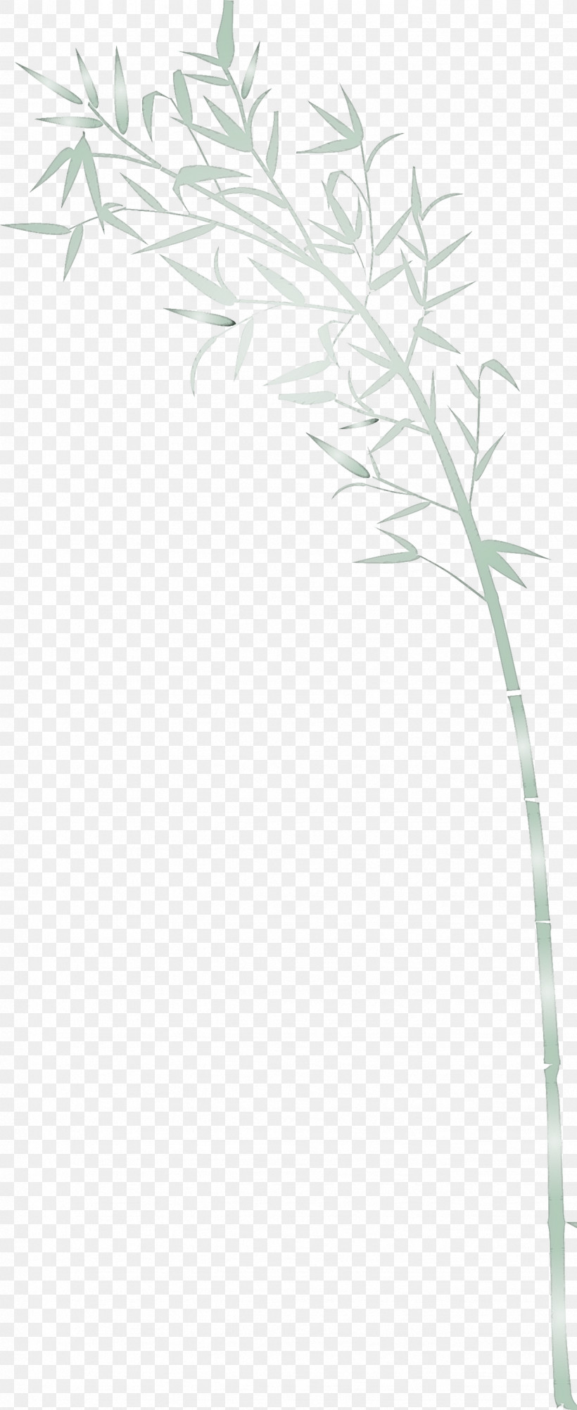 Bamboo Leaf, PNG, 1227x3000px, Bamboo, Branch, Flower, Grass, Grass Family Download Free