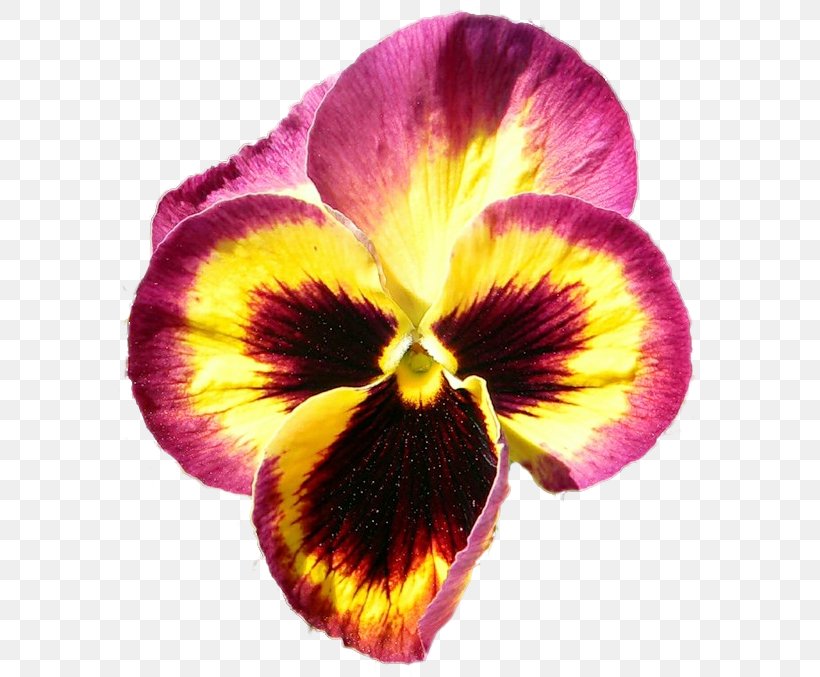 Pansy Purple Close-up, PNG, 582x677px, Pansy, Close Up, Closeup, Flower, Flowering Plant Download Free