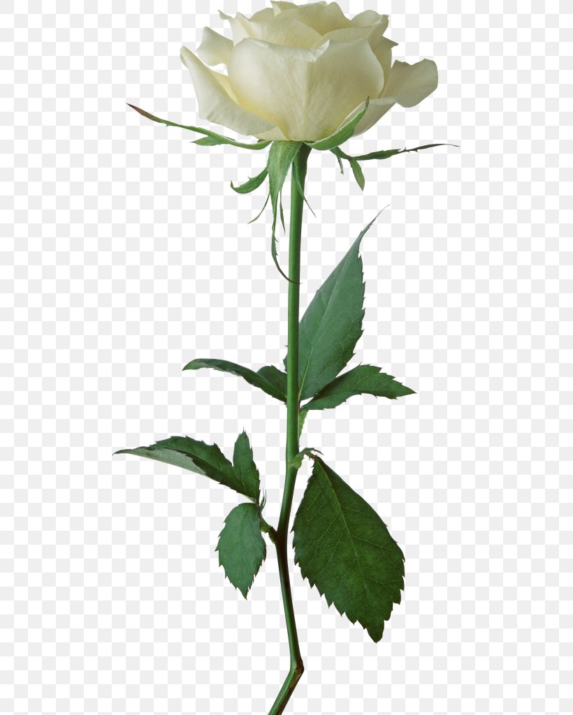 Rose White Clip Art, PNG, 500x1024px, Rose, Branch, Bud, Floral Design, Floristry Download Free