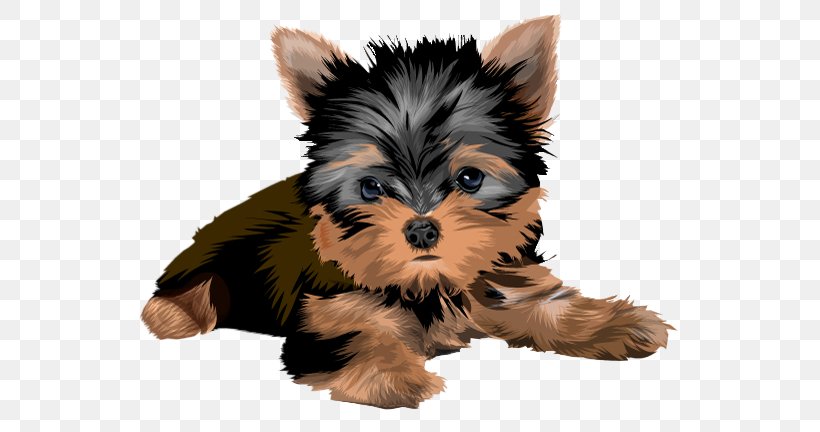 Yorkshire Terrier Biewer Terrier Puppy Australian Terrier Yorkipoo, PNG, 582x432px, Yorkshire Terrier, Airedale Terrier, Australian Silky Terrier, Australian Terrier, Biewer Terrier Download Free