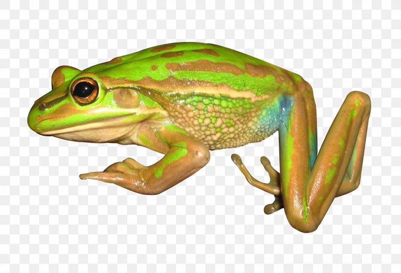 American Bullfrog Tree Frog Art, PNG, 1904x1300px, Frog, Adaptation, Agalychnis, American Bullfrog, Amphibian Download Free