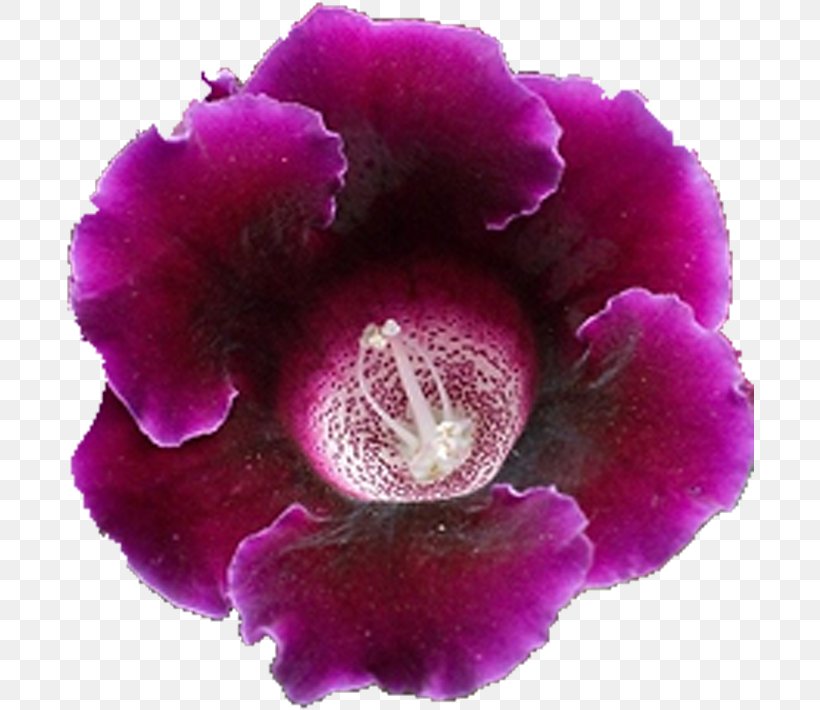 Petal Family Sinningia Malvales Violet, PNG, 688x710px, Petal, Family, Family Film, Flower, Flowering Plant Download Free