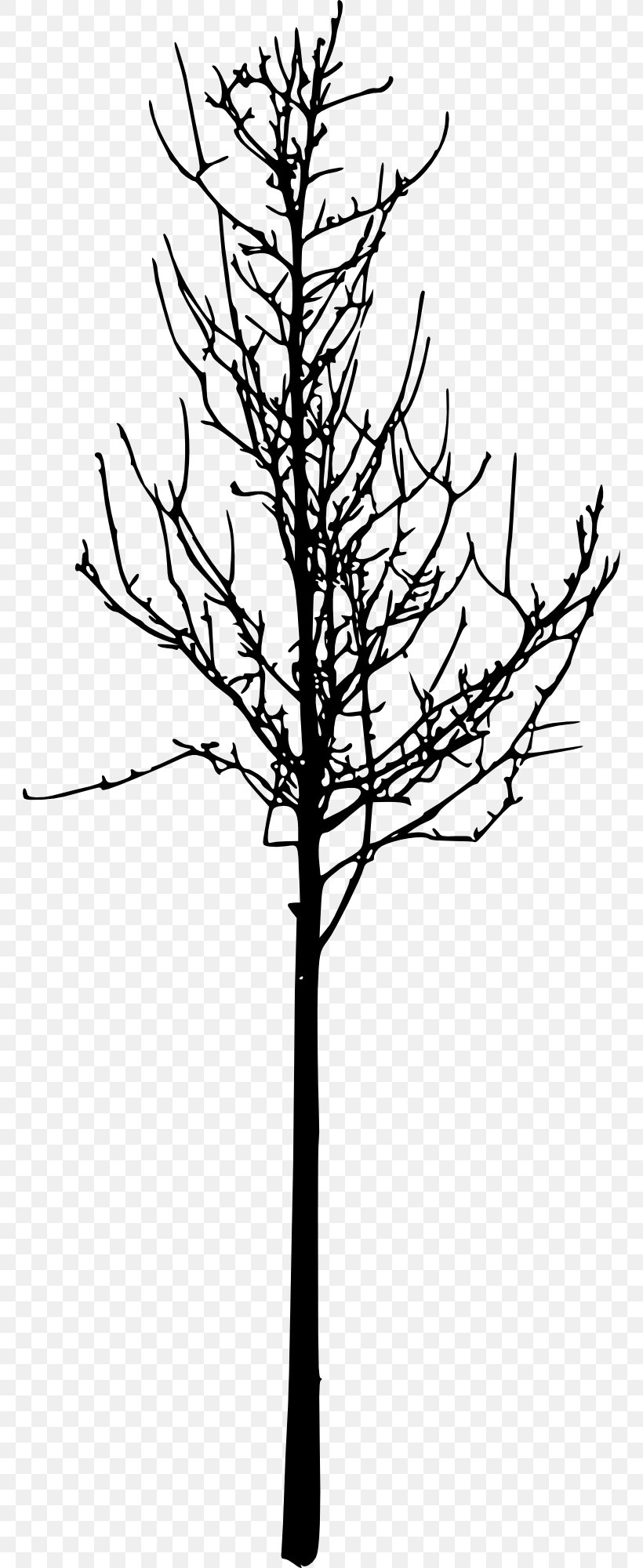 Silhouette Image Clip Art Tree, PNG, 762x2000px, Silhouette, American Larch, Blackandwhite, Branch, Drawing Download Free