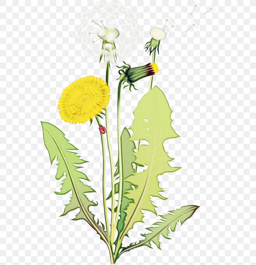 Flower Dandelion Plant Dandelion Yellow, PNG, 562x848px, Watercolor, Dandelion, Flatweed, Flower, Goldenrod Download Free