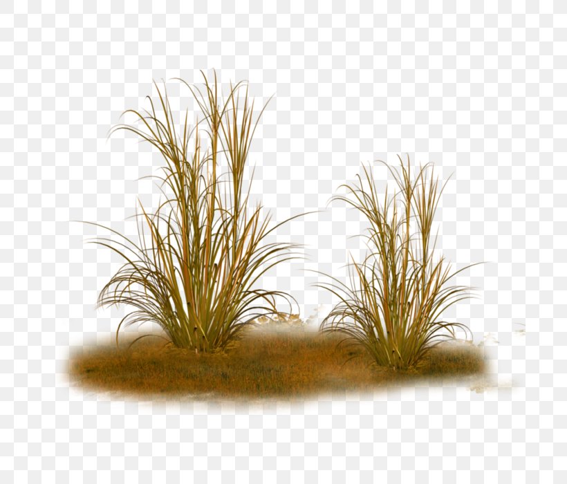 Ornamental Grass Feather Reed Grass Texture Mapping Plant, PNG, 700x700px, Ornamental Grass, Calamagrostis, Feather Reed Grass, Flower, Garden Download Free