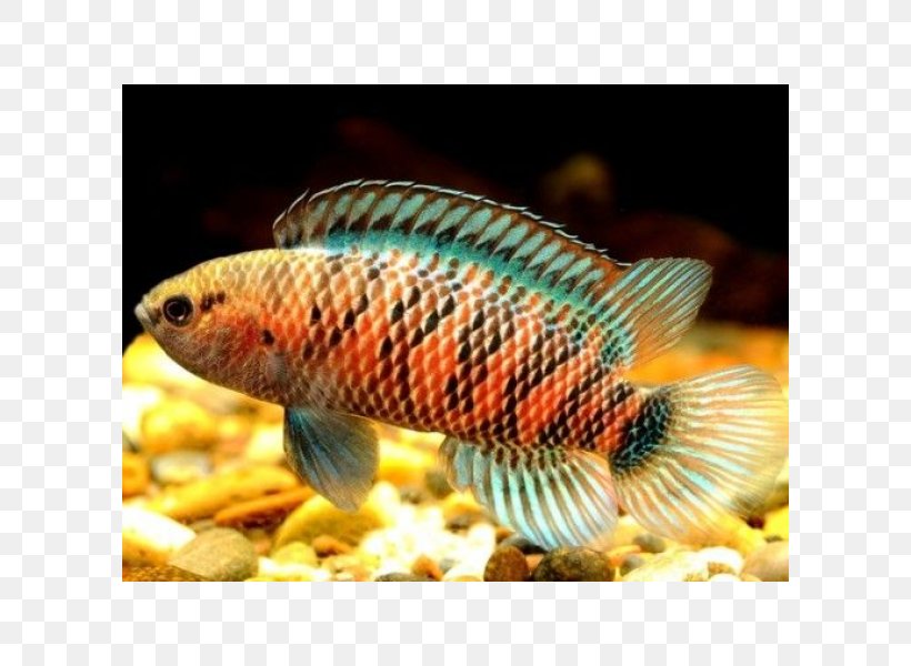 Badis Badis Tropical Fish Aquarium Scarlet Badis, PNG, 600x600px, Badis Badis, Aquarium, Aquariums, Coral Reef Fish, Discus Download Free