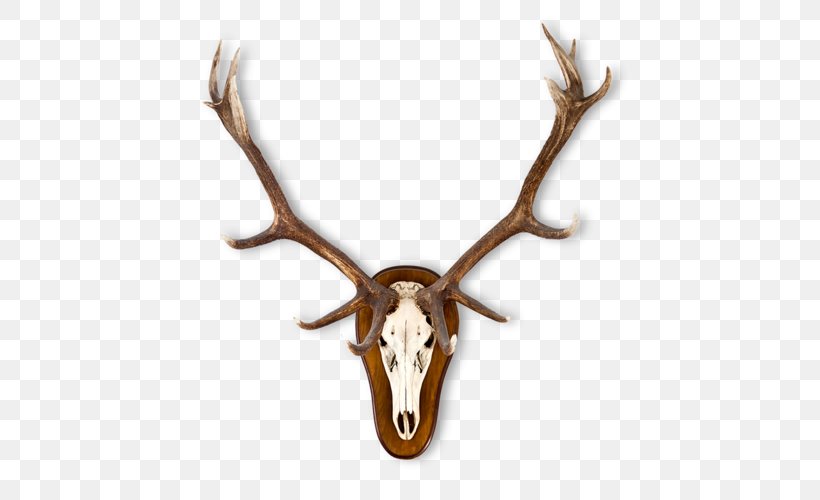 Elk Red Deer Moose Antler, PNG, 500x500px, Elk, Antler, Chital, Deer, Fallow Deer Download Free