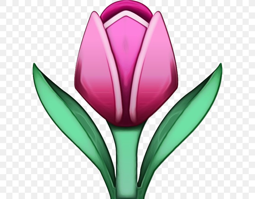 Flower Tulip Tulipa Humilis Plant Petal, PNG, 610x640px, Watercolor, Flower, Flowering Plant, Lily Family, Paint Download Free