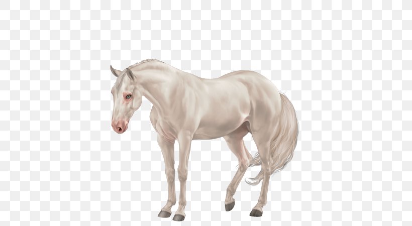 Mane Mustang Foal Stallion Colt, PNG, 600x450px, Mane, Animal Figure, Colt, Foal, Halter Download Free