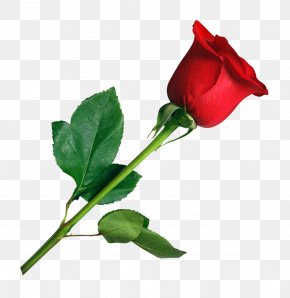 Rose - Rose Flower PNG