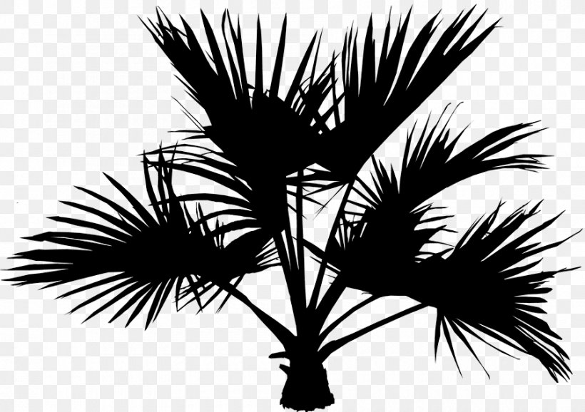 Asian Palmyra Palm Date Palm Palm Trees Sky Branching, PNG, 900x635px, Asian Palmyra Palm, Arecales, Attalea Speciosa, Blackandwhite, Borassus Download Free