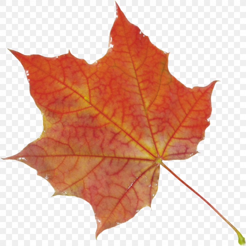Autumn Leaf Color Clip Art, PNG, 1599x1600px, Leaf, Autumn, Autumn Leaf Color, Color, Maple Download Free