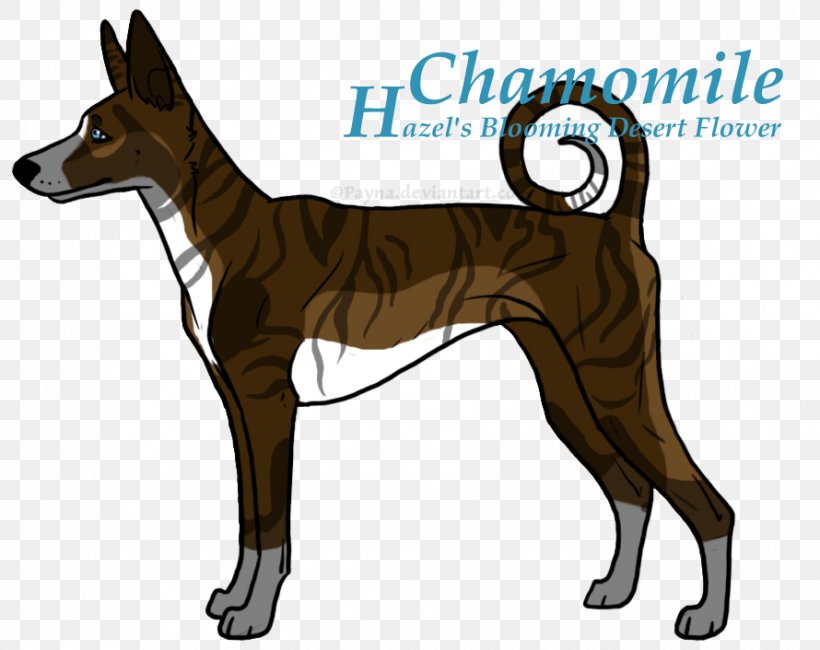 Basenji Dog Breed Pariah Dog Tail, PNG, 890x706px, Basenji, Breed, Carnivoran, Dog, Dog Breed Download Free