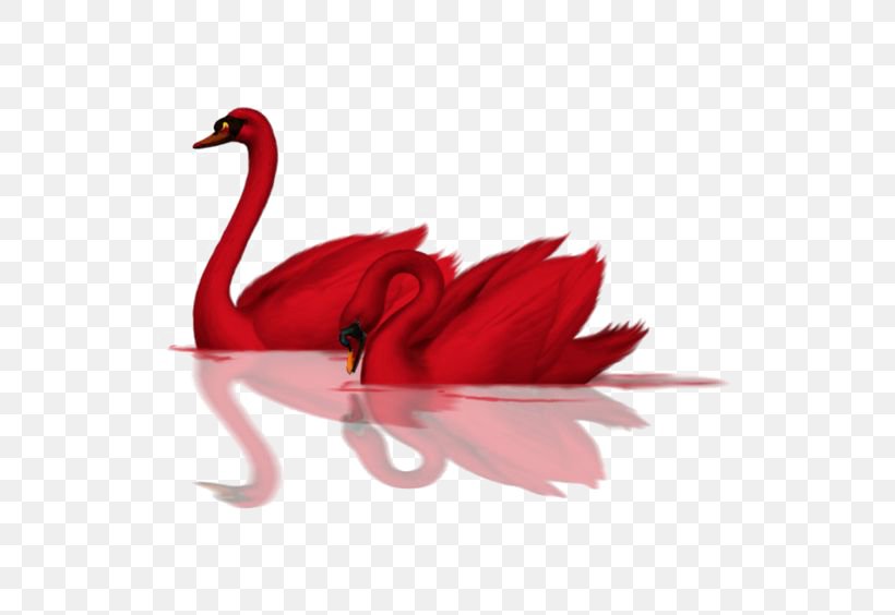 Cygnini Bird Red Goose Rose Blood, PNG, 564x564px, Cygnini, Animal, Beak, Bird, Color Download Free