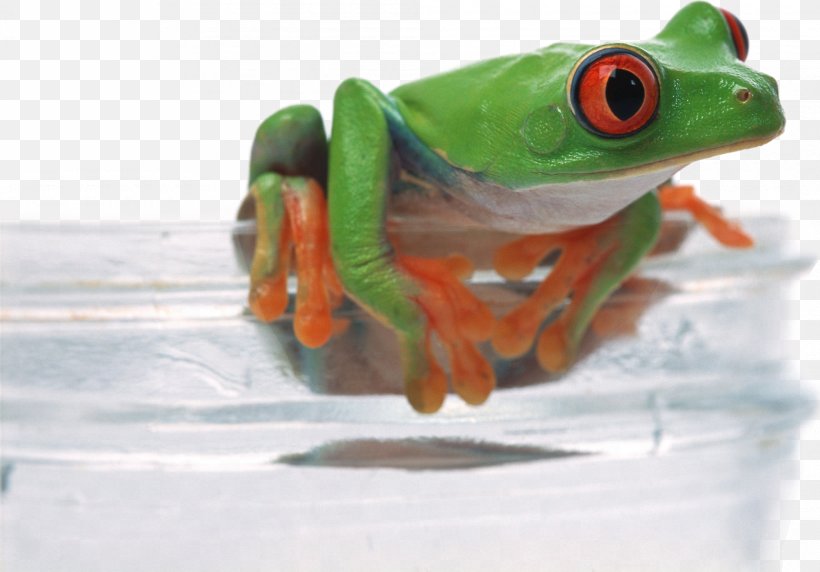 Frog Download Desktop Environment Wallpaper, PNG, 2000x1396px, Frog, Amphibian, Animal, Cuteness, Desktop Environment Download Free