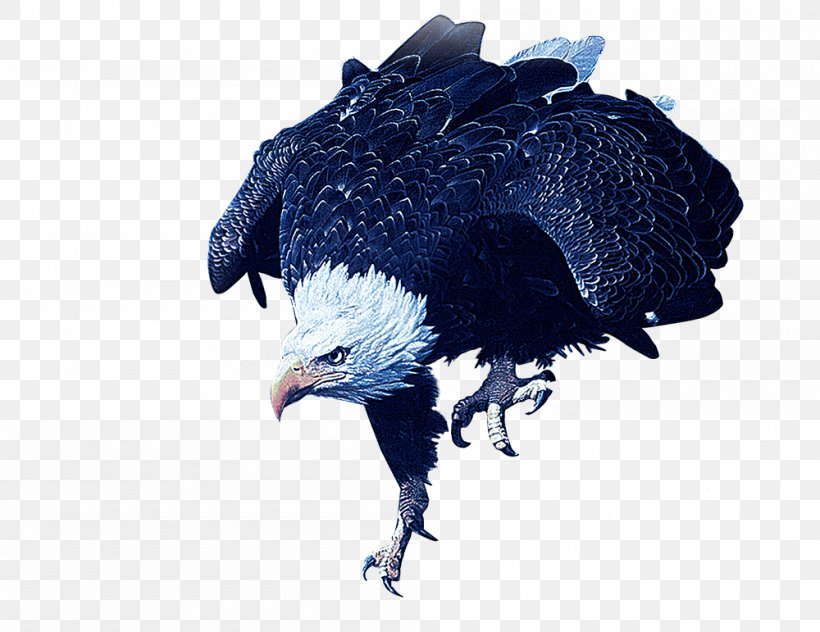 Vulture Hawk Download, PNG, 1000x771px, Vulture, Beak, Bird, Bird Of Prey, Diode Download Free